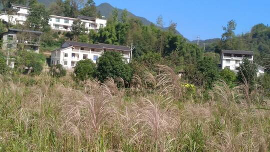 风景美丽芦苇及农村特色民居