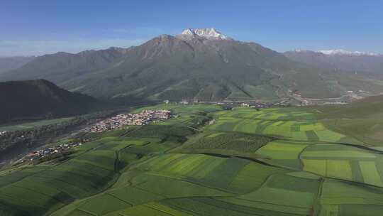 青海祁连县阿咪东索油菜花田航拍自然风光