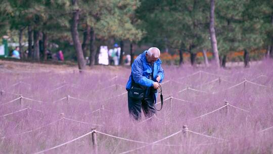 4K升格实拍在粉黛子花丛中拍照的中老年人