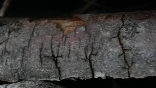 一棵枯树剥落的树皮视频素材模板下载