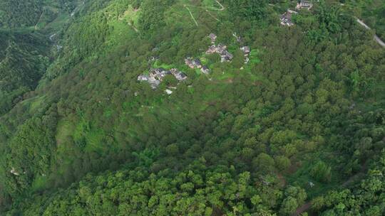 核桃山里核桃树