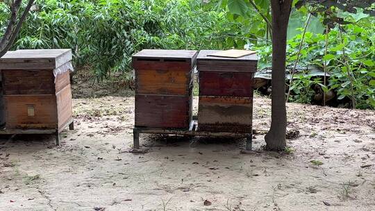 养蜂箱子
