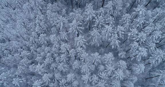 航拍大兴安岭林海雪原雪林雪景