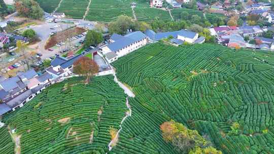 唯美杭州西湖龙井茶文化景区航拍茶园地茶叶