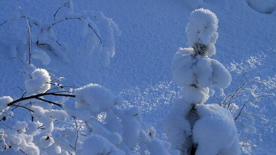 大兴安岭雪落小树后形成偶人似的雪包