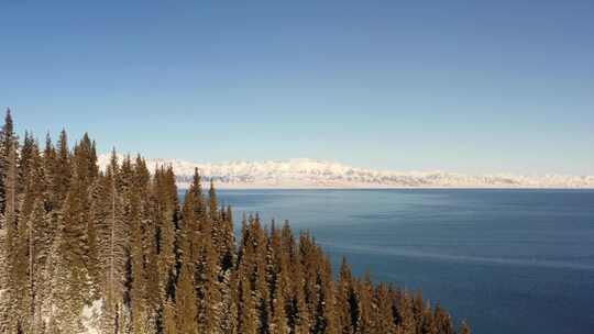 雪山湖泊旁的茂密松林