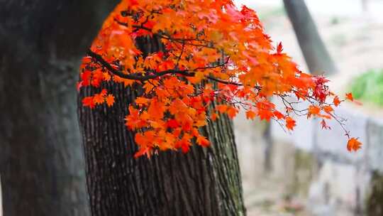 霜叶红于二月花