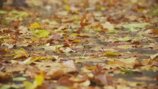 秋天落叶脚步
