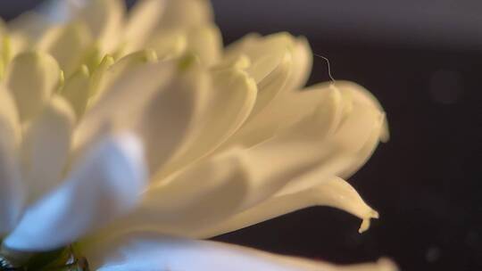 盛开的鲜花祭祀白菊花视频素材模板下载