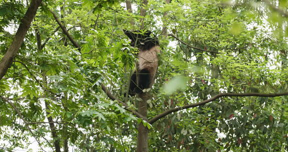 春天树上的大熊猫户外活动爬树玩耍吃树叶