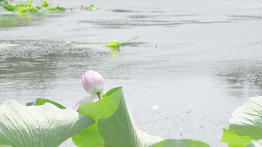 水池里随风摆动的荷花和荷叶视频素材模板下载