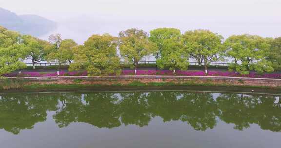 湖北武汉东湖磨山景区杜鹃花盛开