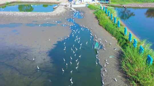 白鹭飞、湿地白鹭