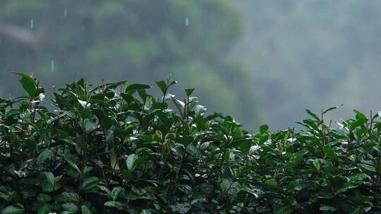 春雨雨滴茶园新茶杭州西湖龙井升格视频