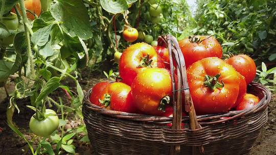 西红柿种植基地视频素材模板下载