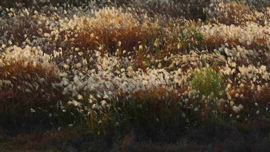 江南秋天田园湿地湖畔芦苇花开