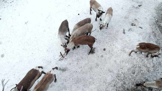 冬天的东北驯鹿部落踏雪视频素材模板下载