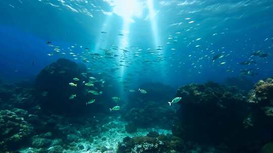 4k阳光透过海面大海里的鱼群海洋生物