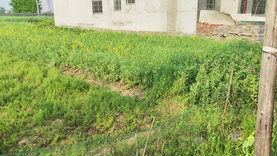 疫情城市农村街道菜园春天绿色植物