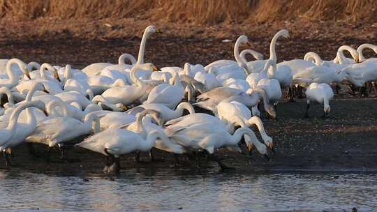荣成天鹅湖，心系鸿鹄，感受自然