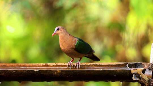 绿翅金鸠竹林饮水、 绿色的羽色非常漂亮