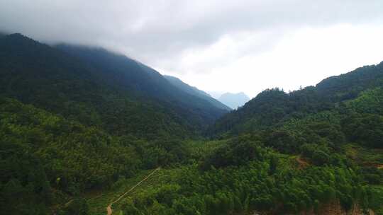 航拍武夷山桐木麻粟村正山小种老枞红茶山场