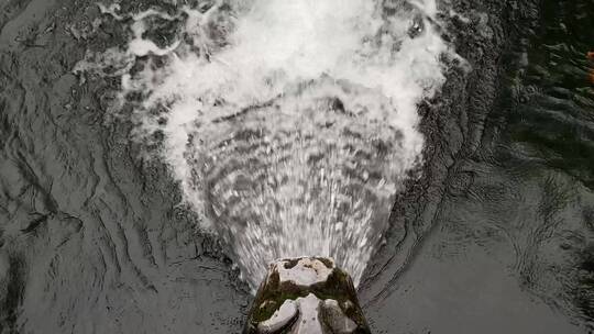 济南雨后黑虎泉水位上涨，三虎头喷涌数米远