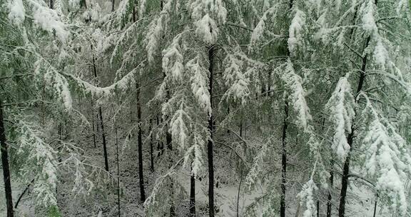 航拍森林冰雪