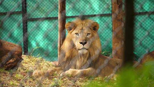 动物园围栏内的雄狮视频素材模板下载