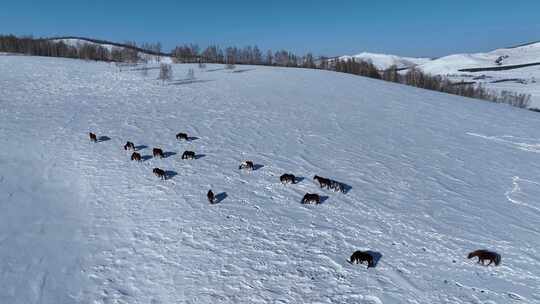 雪原牧场上的马群