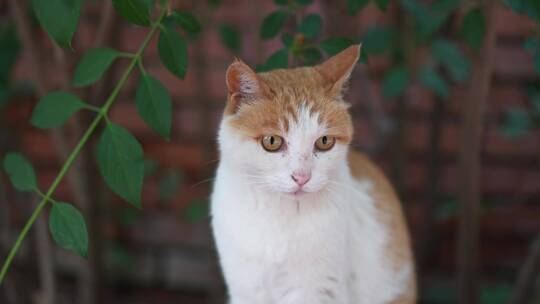 猫坐在地上特写镜头