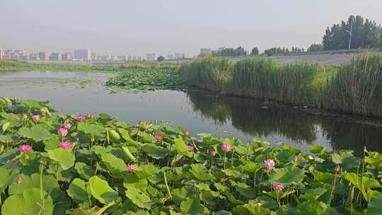 山东济宁邹城孟子湖湿地荷塘荷花开