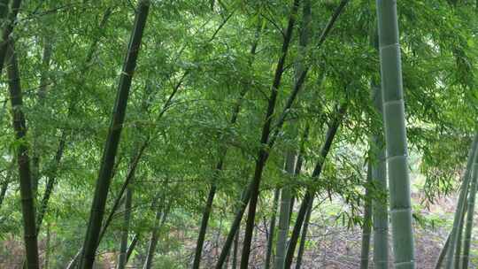 下雨天竹林景观特写，竹节挺拔竹叶繁茂