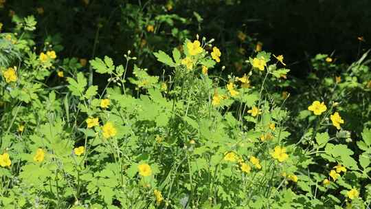 野生药用植物白屈菜视频素材模板下载