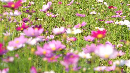 格桑花实拍