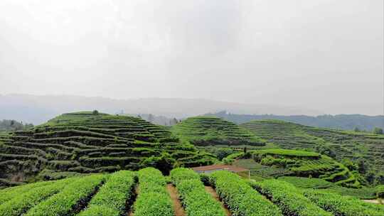 茶山茶园风光航拍