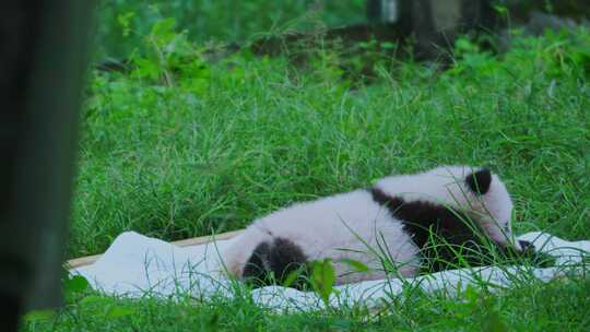 熊猫宝宝视频素材模板下载