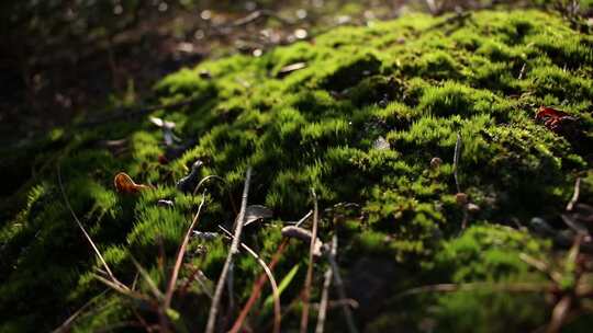 阳光照射地面上生长的苔藓地衣
