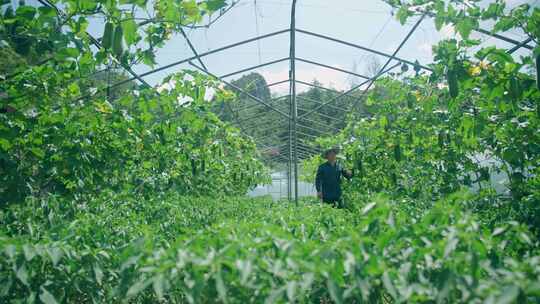 蔬菜大棚农民丰收