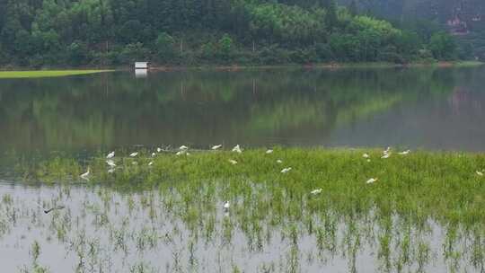 青山绿水一群白鹭飞翔空镜福建泰宁大金湖