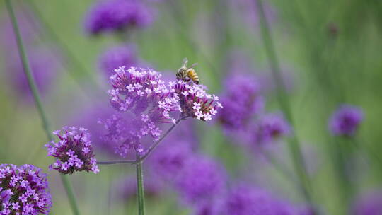 花朵蜜蜂 采花粉视频素材模板下载