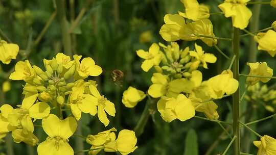 油菜花