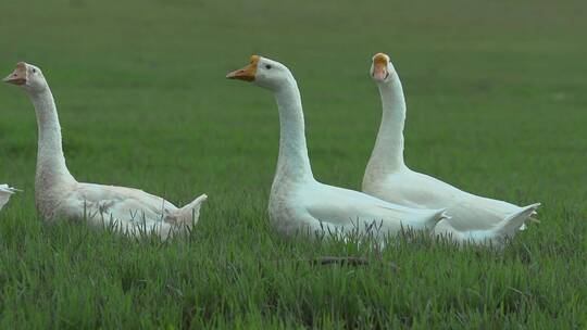 大白鹅视频绿色草地觅食行走大白鹅慢镜头