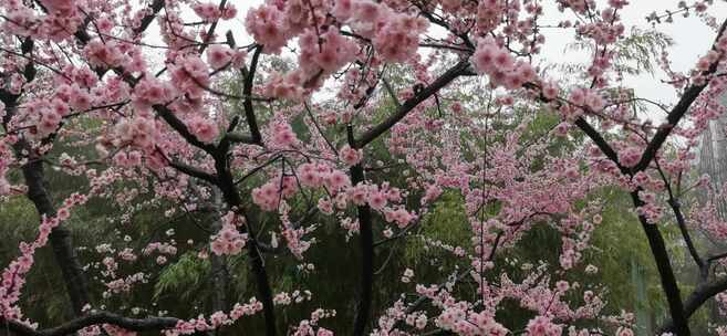 花朵绽放樱花树