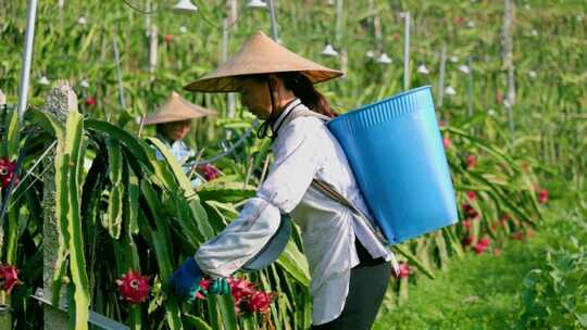 火龙果  农民采摘 火龙果种植 火龙果果树