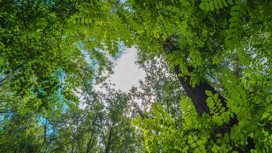 夏季森林树木天空延时摄影