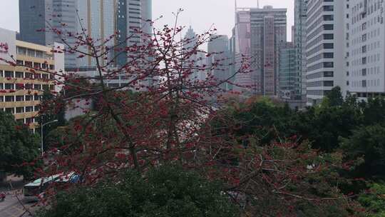 城市中盛开的木棉花与高楼景观