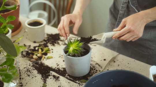 种植多肉视频素材模板下载