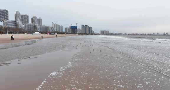 海边海鸥聚集觅食景象