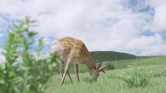 4K 草原 梅花鹿吃草  旅游 宣传片素材